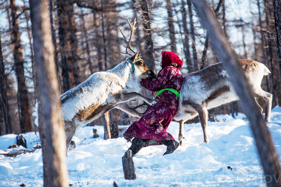 Tsaatan woman, Mongolia
